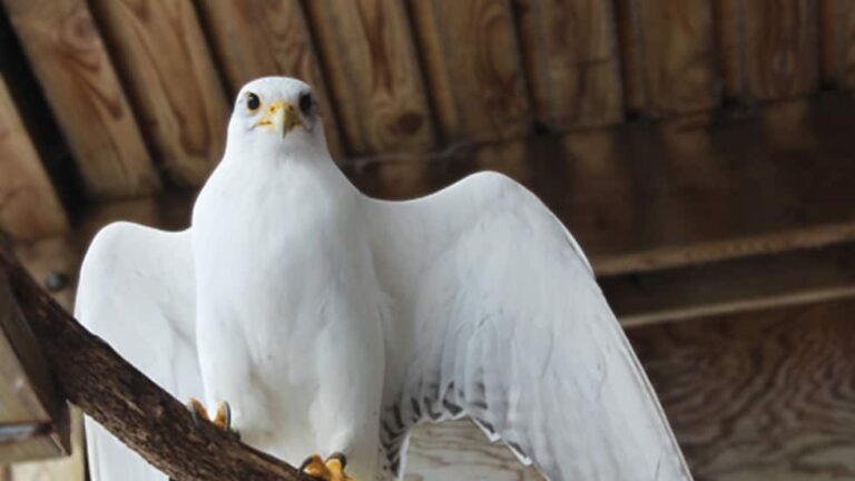 Species of White Birds of Prey