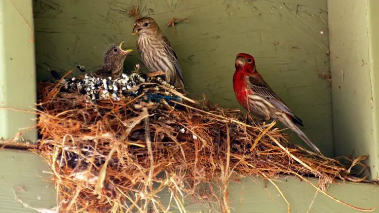 House Finch Nest