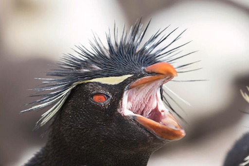What Is Inside A Penguin’s Mouth? [Detailed Guide]