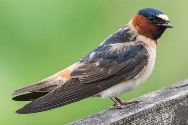 Beautiful Swallows in Florida [Complete Guide]