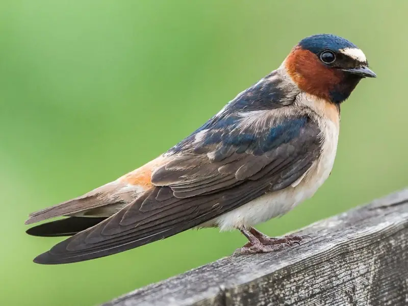 Beautiful Swallows in Florida [Complete Guide]