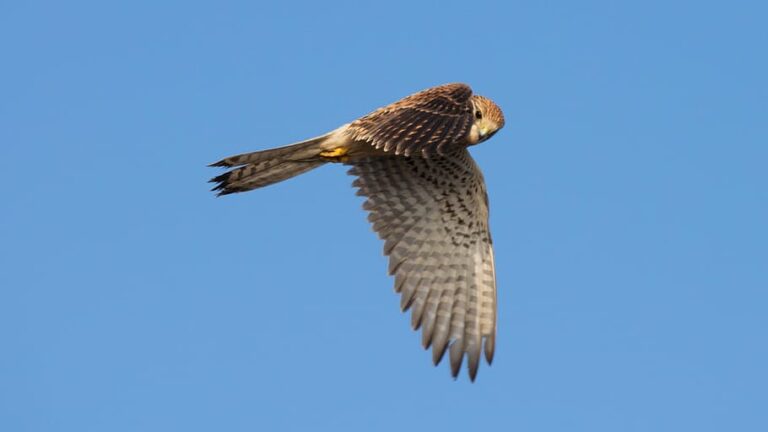 Species of Falcons in California