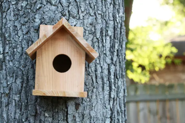 The Best Wood For Bird Houses [Comprehensive Guide]