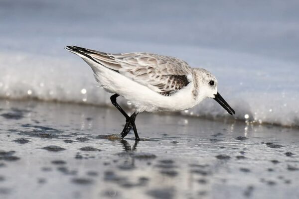 Beautiful Shore Birds in Florida [With Images]