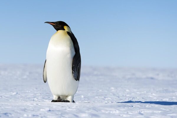 Do Penguins Have Knees? You Would be Surprised
