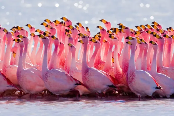 Where do Flamingos Live? All you Need to Know