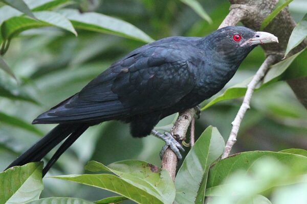 21 Fascinating Black Birds with Red Eyes [Images + IDs]
