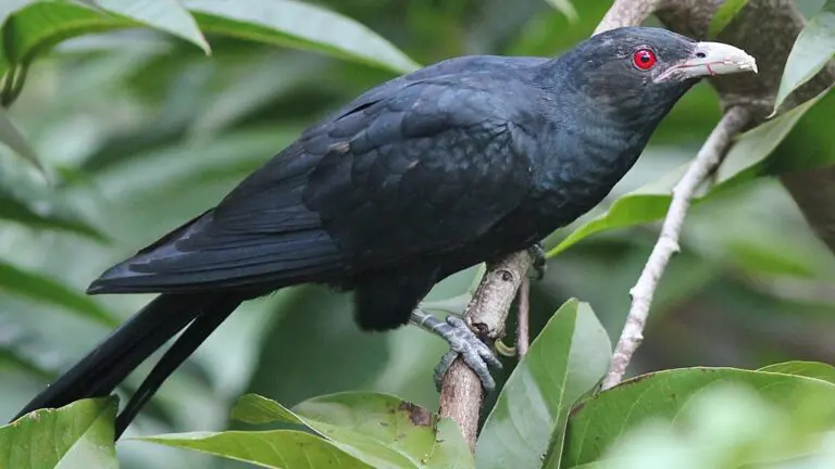 Black Birds with Red Eyes