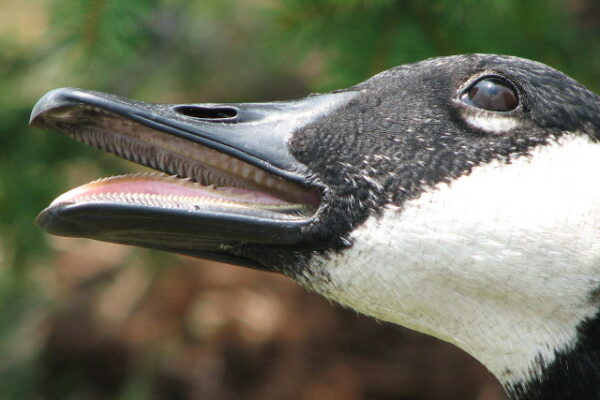 Do Ducks Have Teeth? All you Need to Know
