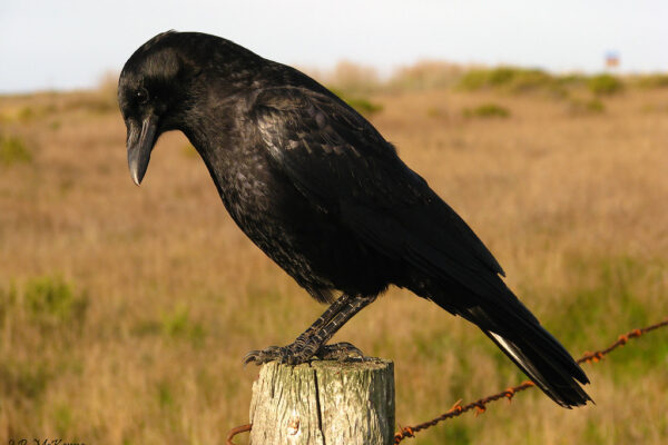 Do Crows Make Good Pets? You Would be Surprised