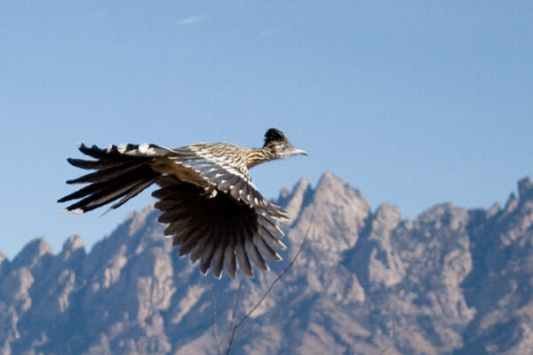 Can Roadrunners Fly? All you Need to Know