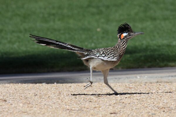 How Fast can Roadrunners Run?