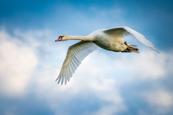 Can Swans Fly? All you Need to Know
