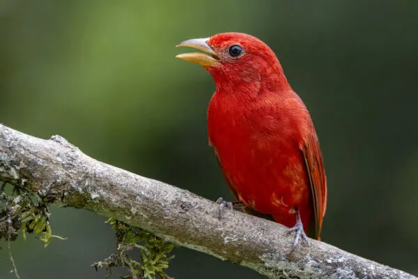 Red Birds in Texas [Images + IDs]