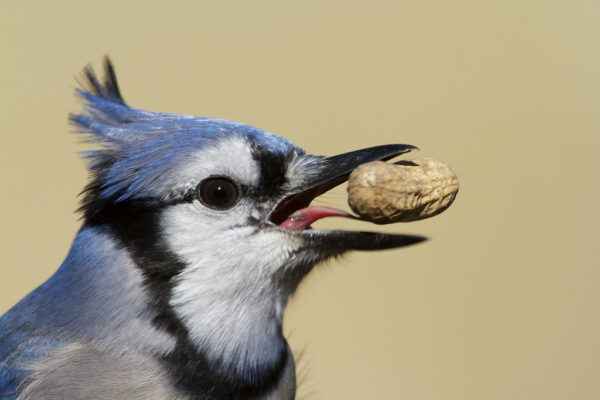 Do Birds Have Tongues? All you Need to Know