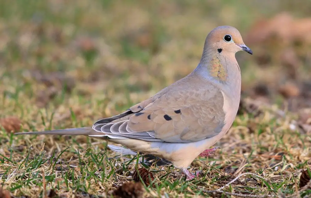 3 Types of Doves in Iowa [Images + IDs]