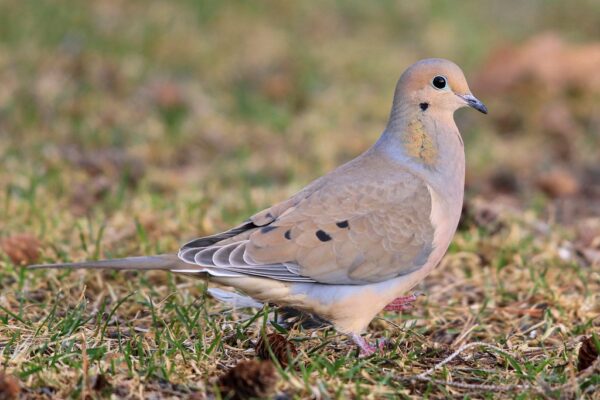 3 Types of Doves in Nebraska [Images + IDs]