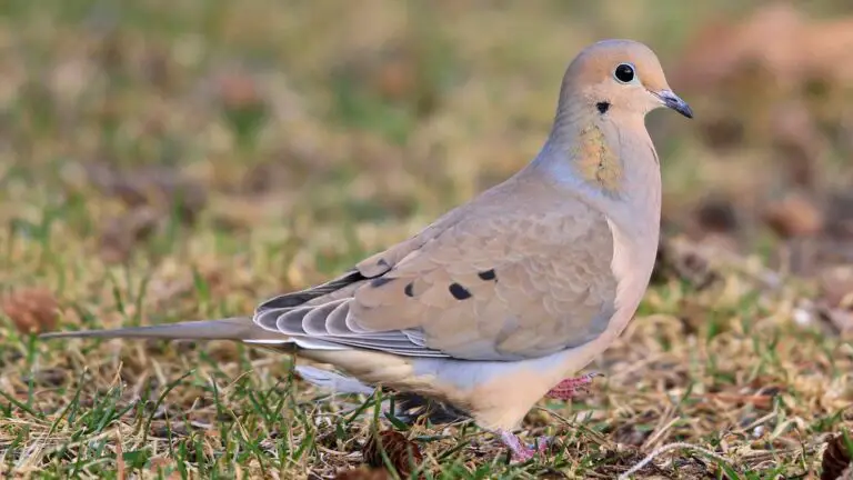 8 Types of Doves in Texas