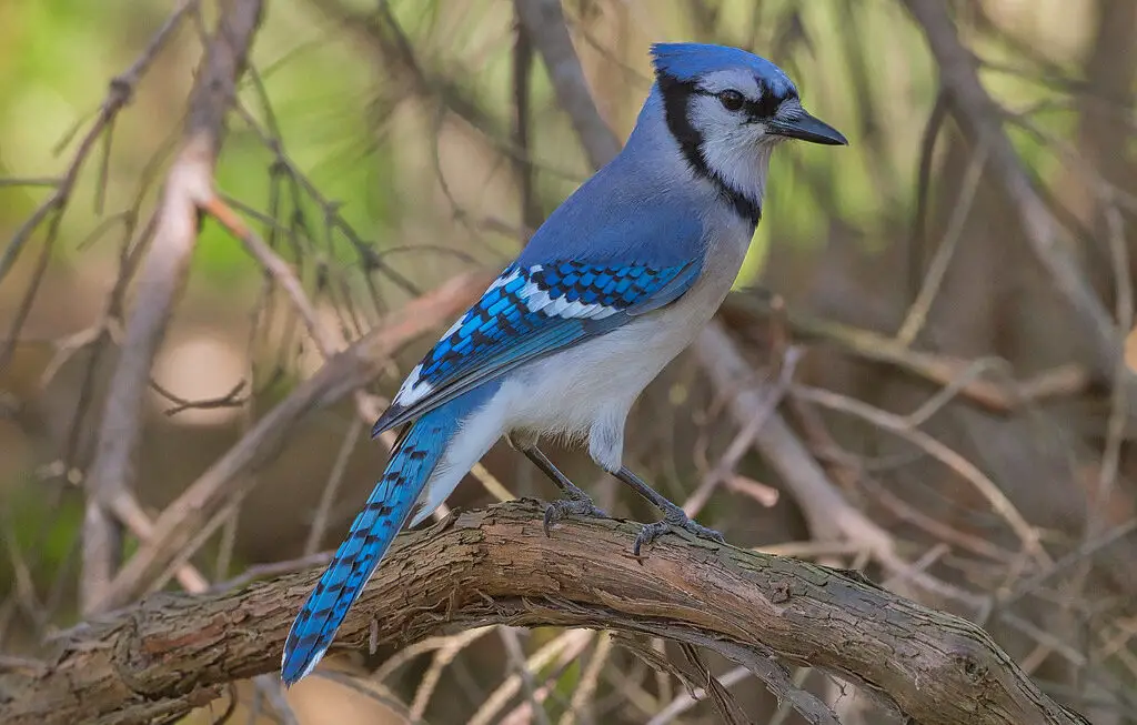 17 Beautiful Blue Birds in North Carolina [Images + IDs]