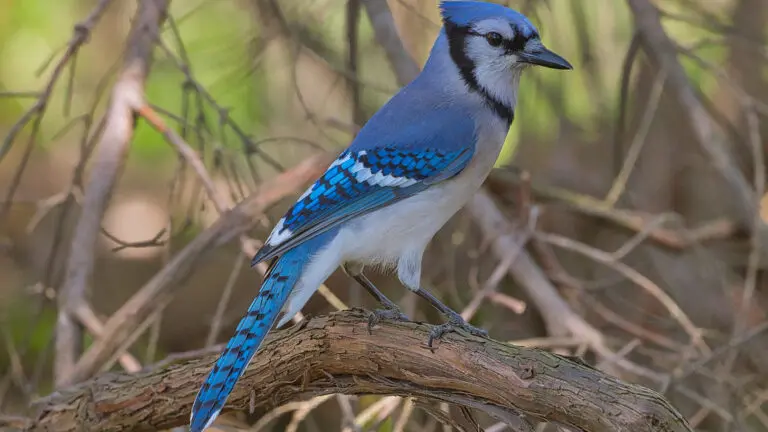 Blue Birds in New Hampshire