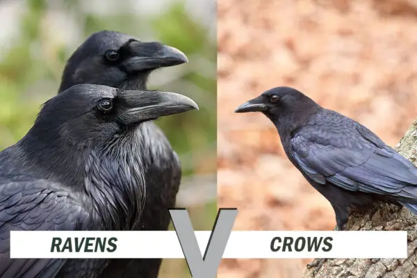 Raven vs Crow [Everything you need to know]