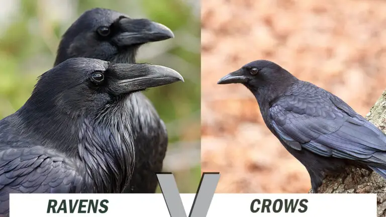 Raven vs Crow