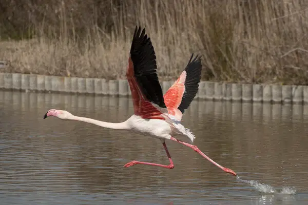 Can Flamingos Fly? You Would be Surprised