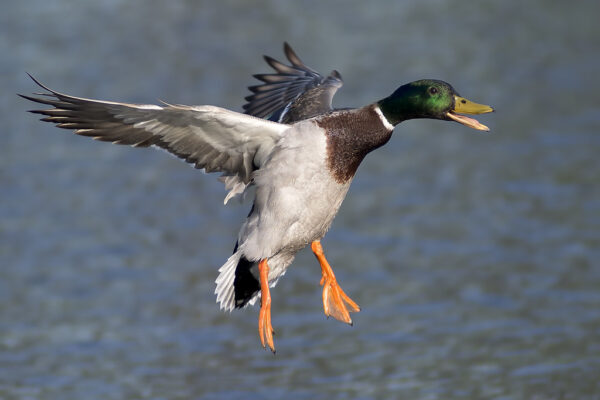 Can Ducks Fly? You Would be Surprised
