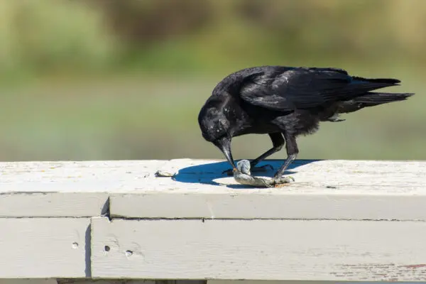 What Do Crows Eat? All you Need to Know