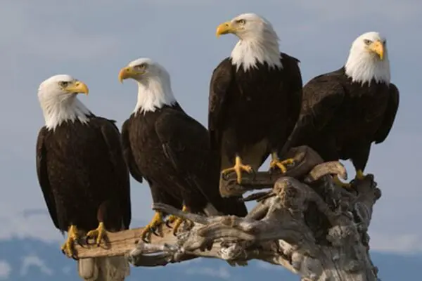 What is a Group of Eagles Called?