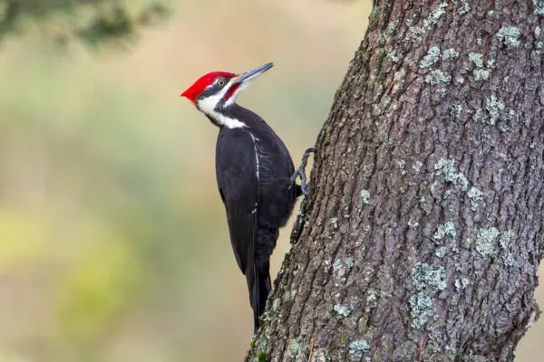 Woodpecker Symbolism, Spiritual Meaning and Totem