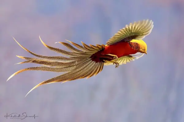 Golden Pheasant Facts: All You Need to Know