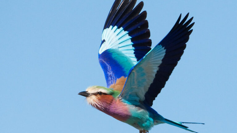 Lilac Breasted Roller Facts