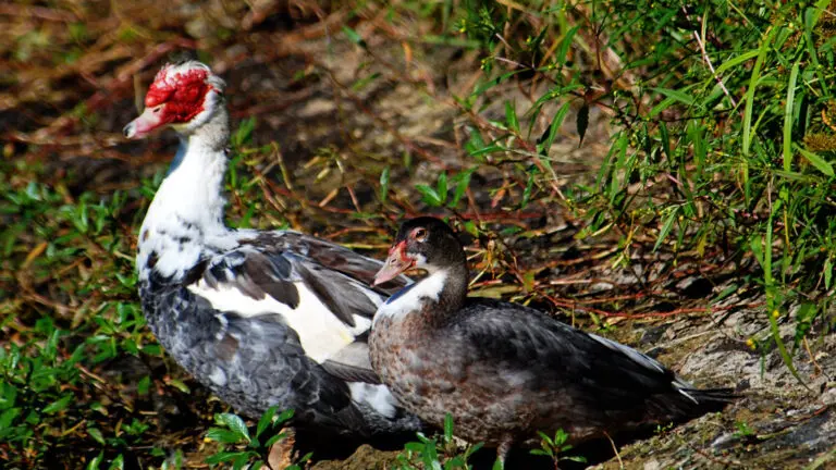 Muscovy Ducks Habitat