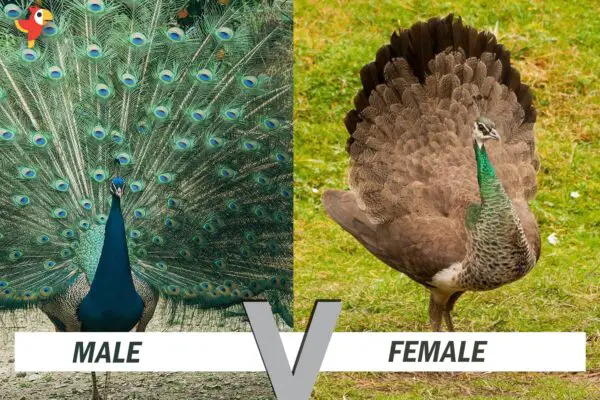 Male vs Female Peacock [Everything you need to know]