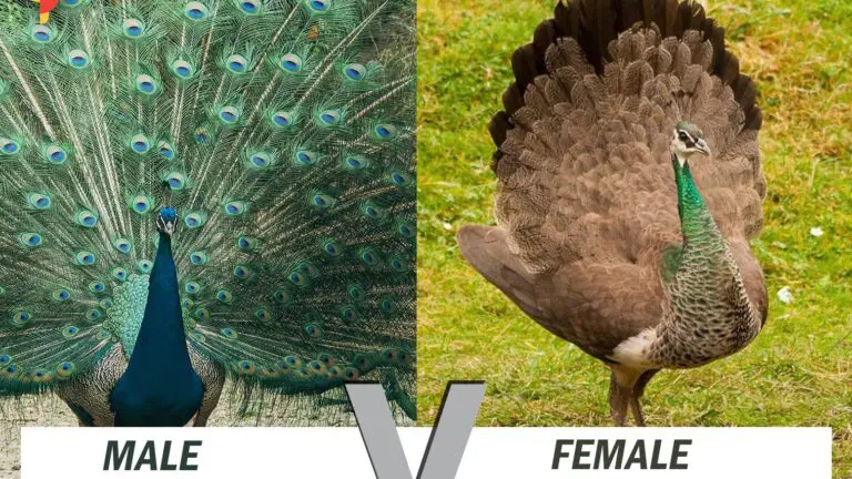Male vs Female Peacock