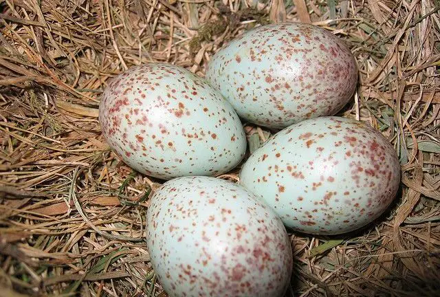 38 Birds that Lay Speckled Eggs [Detailed Guide]