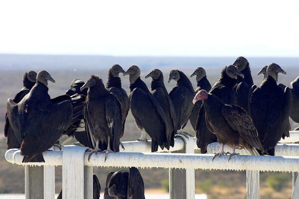 What is a Group of Vultures Called?