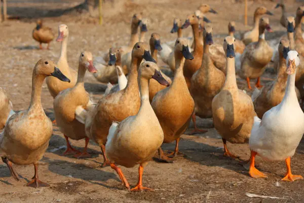 What is a Group of Ducks Called?