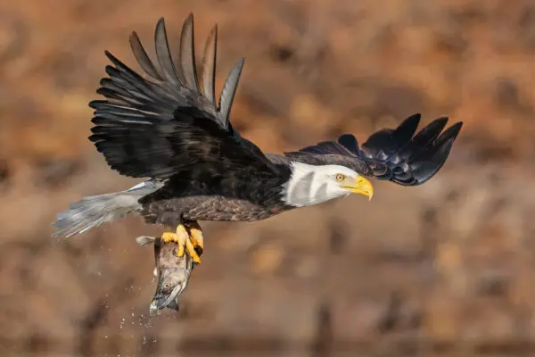 The Remarkable Return of the Bald Eagle: A Conservation Victory