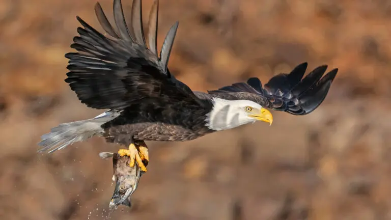 Bald Eagle: A Conservation Victory