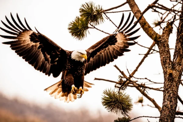 Golden Eagle Vs Bald Eagle [Everything you need to know]