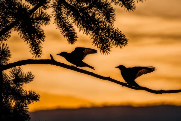 Why Birds Don’t Fly At Night? All You Need To Know