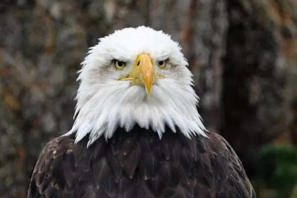 Eagles in Ohio [Images + IDs]