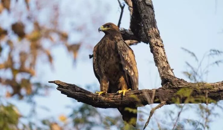 Eagles in Indiana