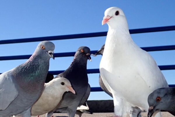Albino Pigeons: All You need To Know