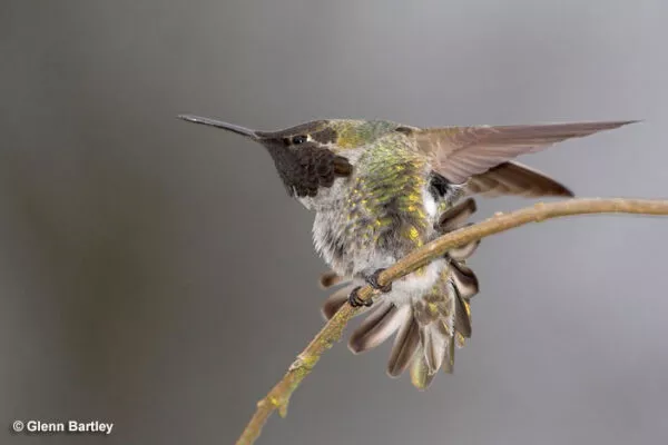 What Does It Mean When A Hummingbird Flies In Front Of Your Face?