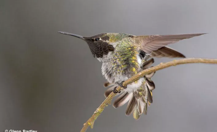 Do Hummingbirds Migrate