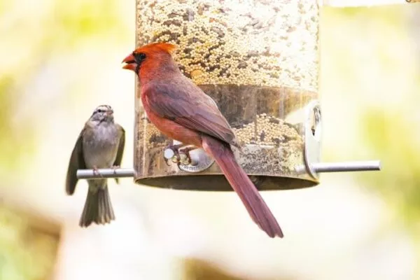 How to Attract Birds to Feeder in Your Backyard