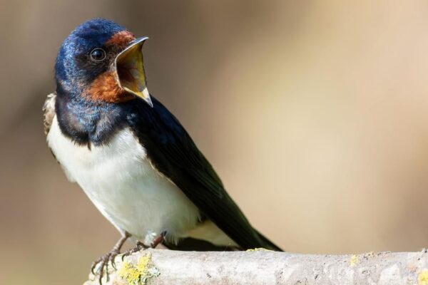 Barn Swallow vs. Purple Martin: All You Need To Know